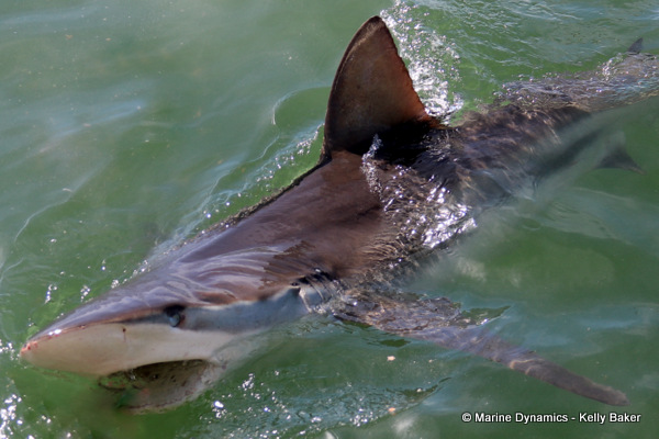 Bronze whaler shark, South Africa