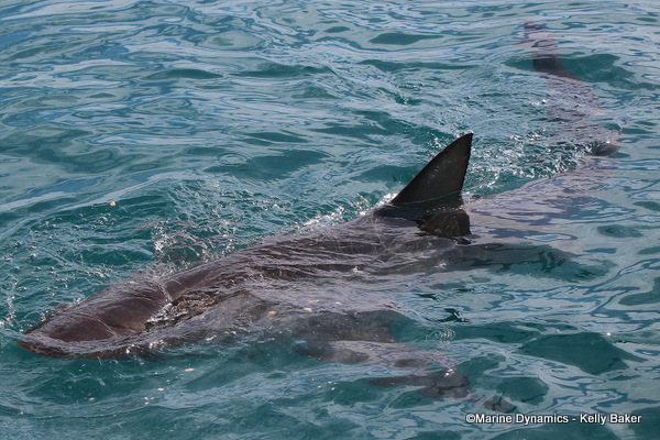Bronze whaler shark, South Africa