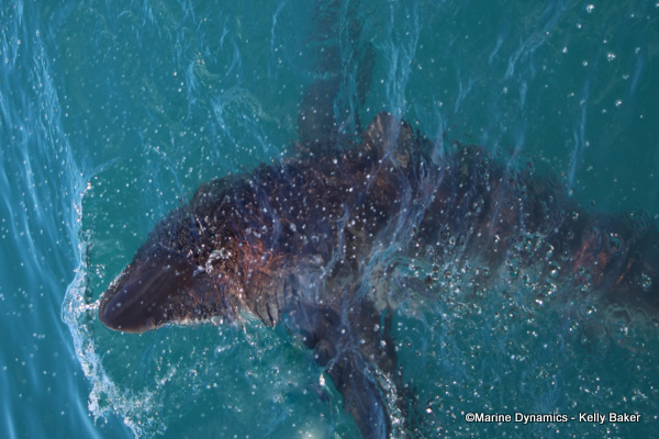 Bronze whaler shark, South Africa