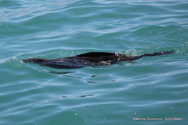 Cape fur seal, South Africa