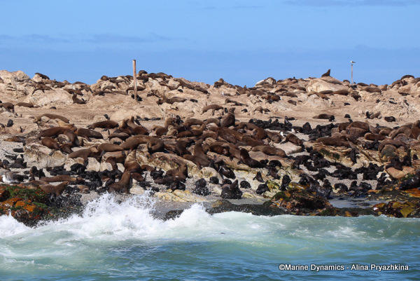 Cape fur seal, south africa