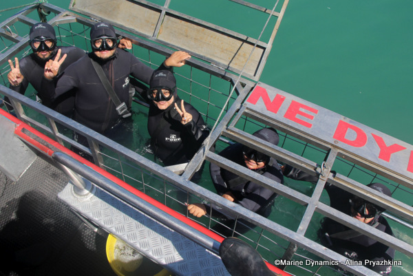Shark cage divers, south africa
