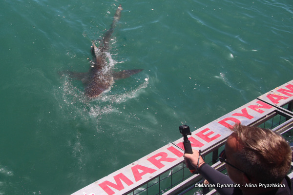 Bronze whaler shark, South Africa