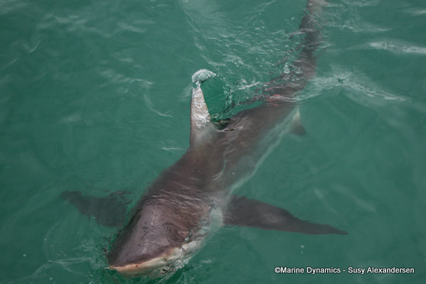 Bronze whaler shark, South Africa