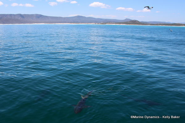 Bronze whaler shark, South Africa