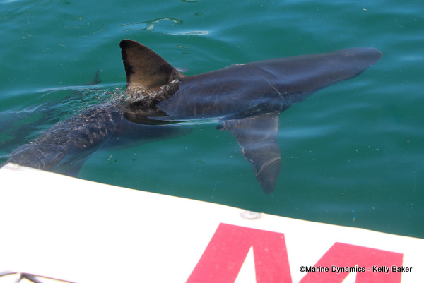 Bronze whaler shark, South Africa