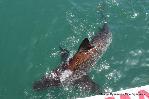Bronze whaler shark, South Africa