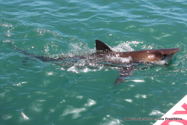 Bronze whaler shark, South Africa