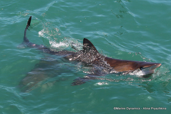 Bronze whaler shark, South Africa