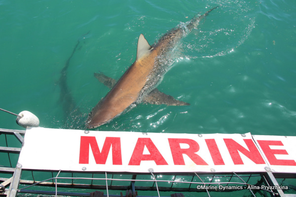 Bronze whaler shark, South Africa