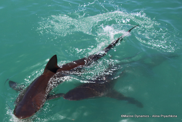 Bronze whaler shark, South Africa