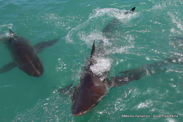 Bronze whaler shark, South Africa