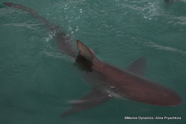 Bronze whaler shark, South Africa