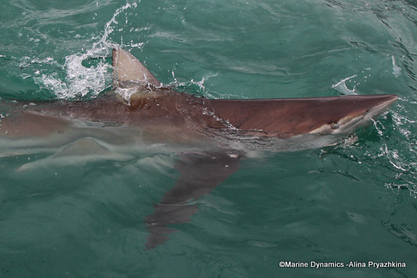 Bronze whaler shark, South Africa