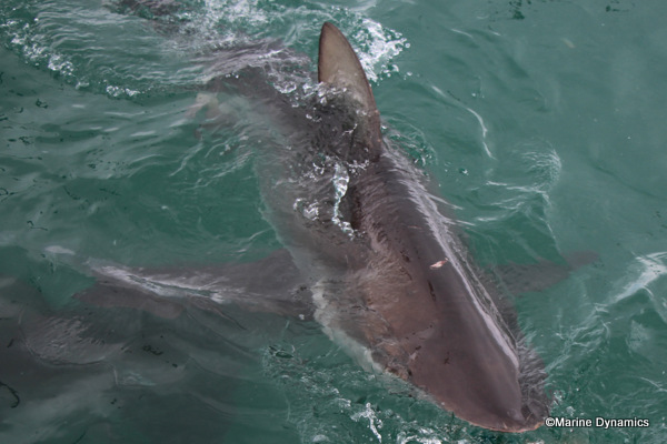 Bronze whaler shark, South Africa