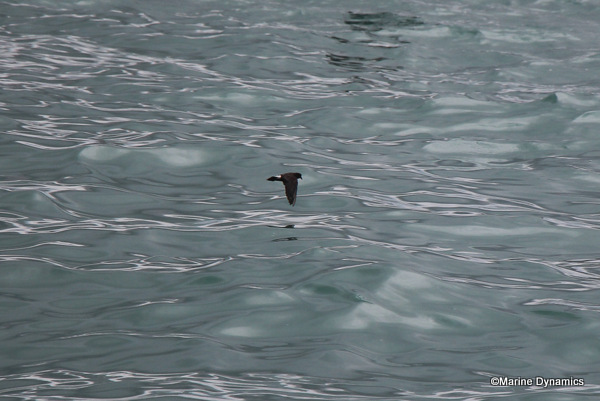 Storm petrel, South Africa