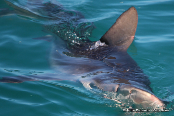 Bronze whaler shark, South Africa
