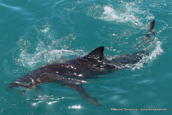 Bronze whaler shark, South Africa