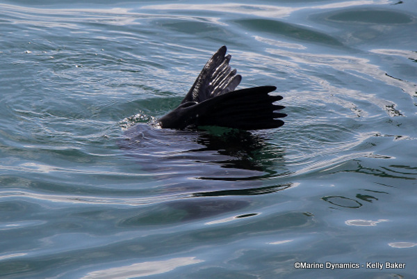 Cape fur seal, South Africa