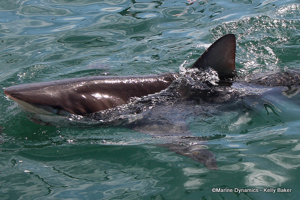 Bronze Whaler shark, South Africa