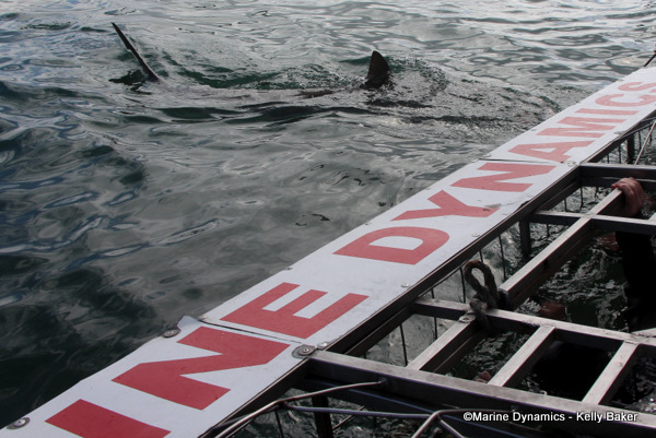 Shark cage diving, South Africa