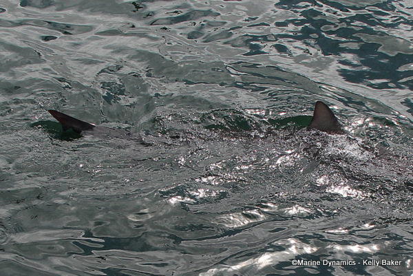 Bronze whaler shark, South Africa