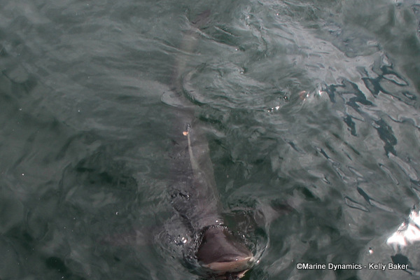 Bronze whaler shark, South Africa