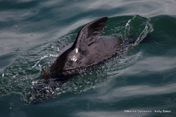 Cape fur seal, South Africa