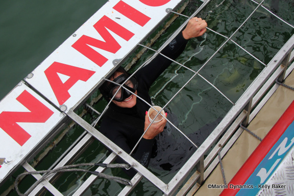 Shark cage diving, South Africa