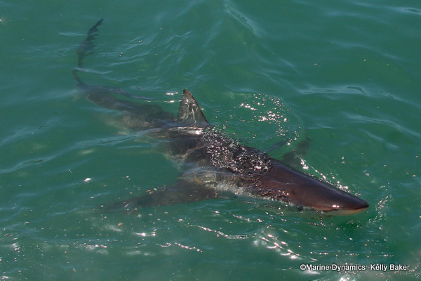 Bronze whaler shark, South Africa