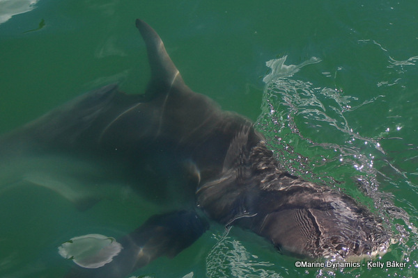 Bronze whaler shark, South Africa