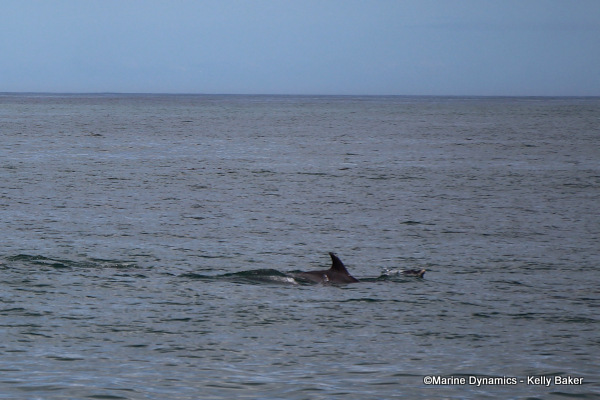 Bottlenose dolphins, South Africa