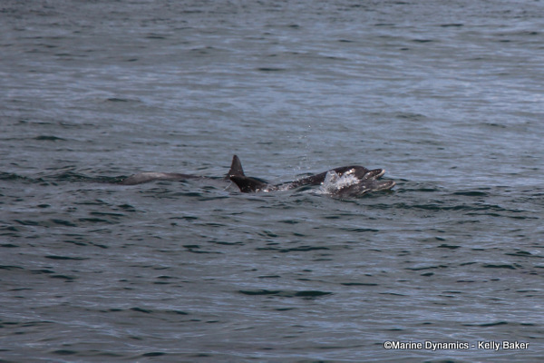 Bottlenose dolphins, South Africa