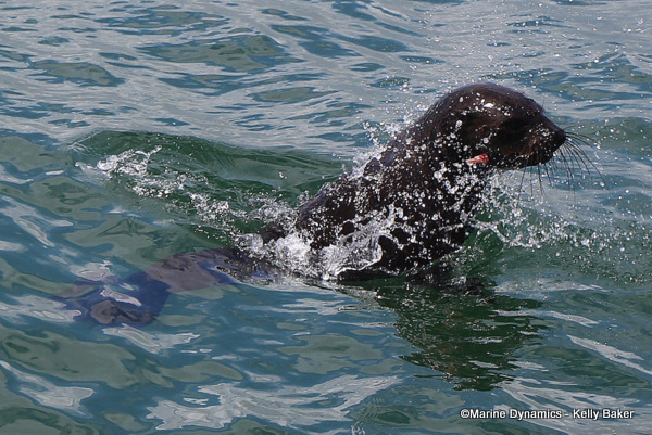 Cape fur seal, South Africa