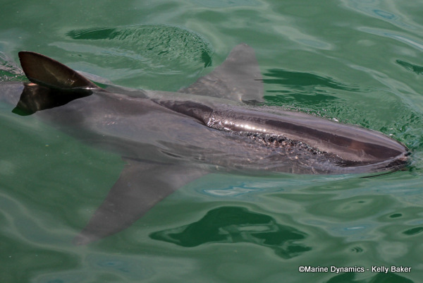 Bronze whaler shark, South Africa