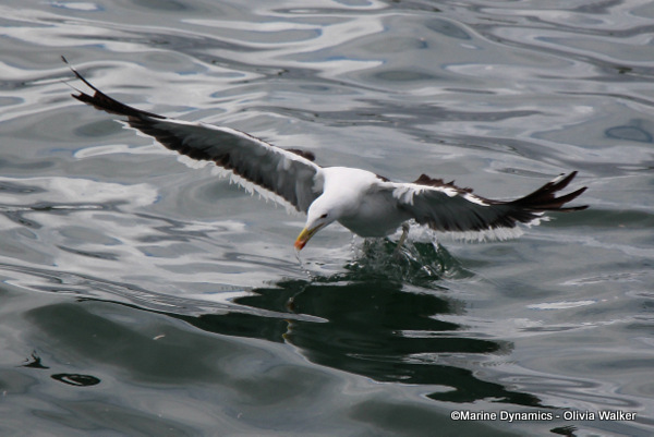 Kelp gull, South Africa