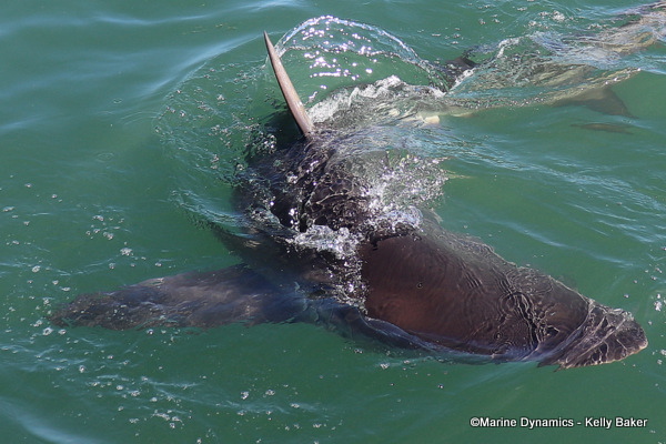 Bronze whaler shark, South Africa