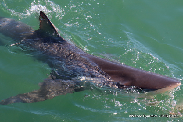 Bronze whaler shark, South Africa