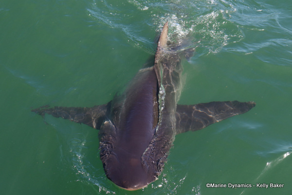 Bronze whaler shark, South Africa
