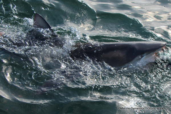 Bronze Whaler shark, South Africa