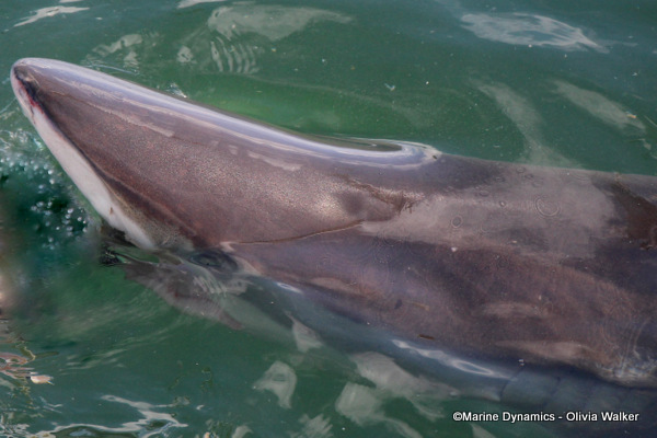 Bronze Whaler shark, South Africa