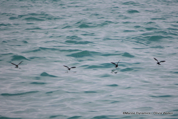 Storm Petrels, South Africa