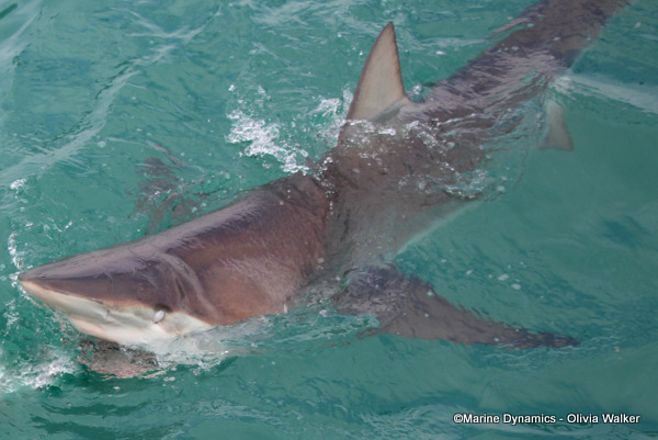 Bronze Whaler shark, South Africa