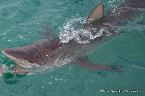 Bronze Whaler shark, South Africa