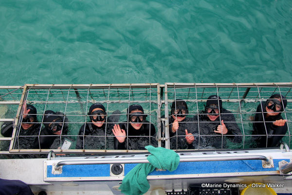 Shark cage diving, South Africa