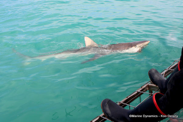 Bronze Whaler shark, South Africa