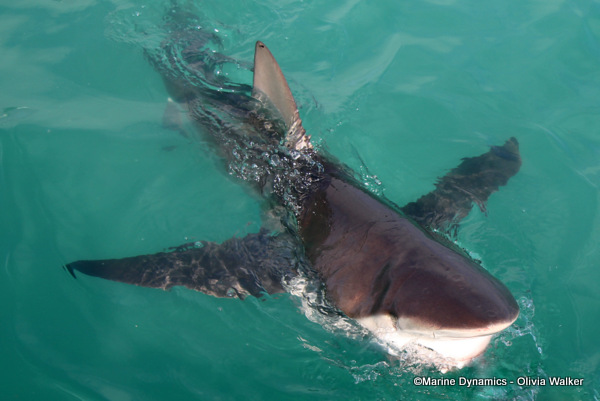 Bronze Whaler shark, South Africa