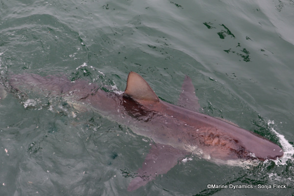 Bronze whaler shark, South Africa