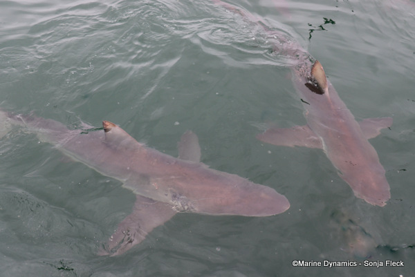 Bronze whaler sharks, South Africa