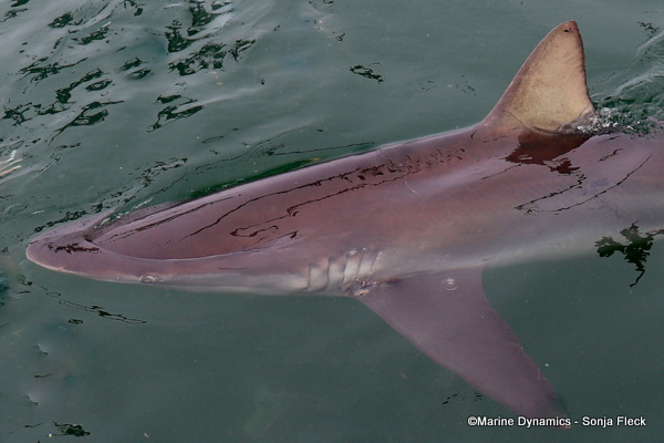 Bronze whaler shark, South Africa
